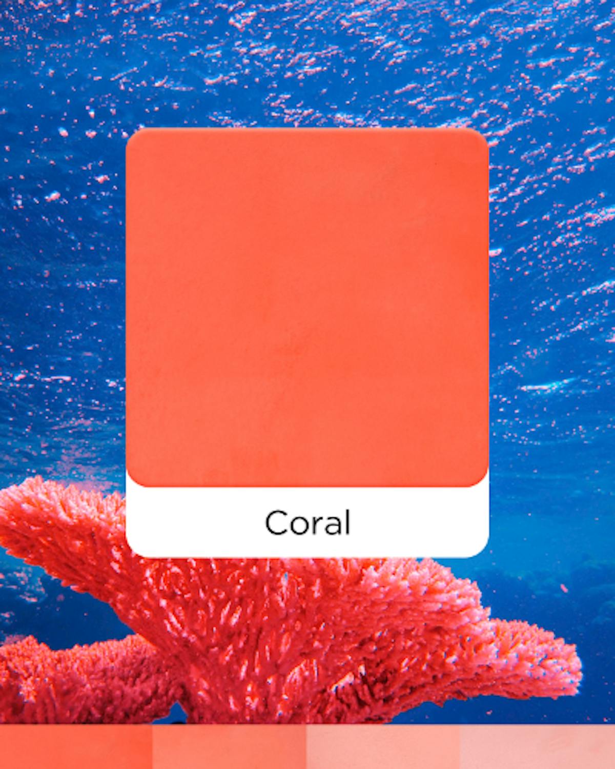 モールテックス 新色 2024年 Coral
