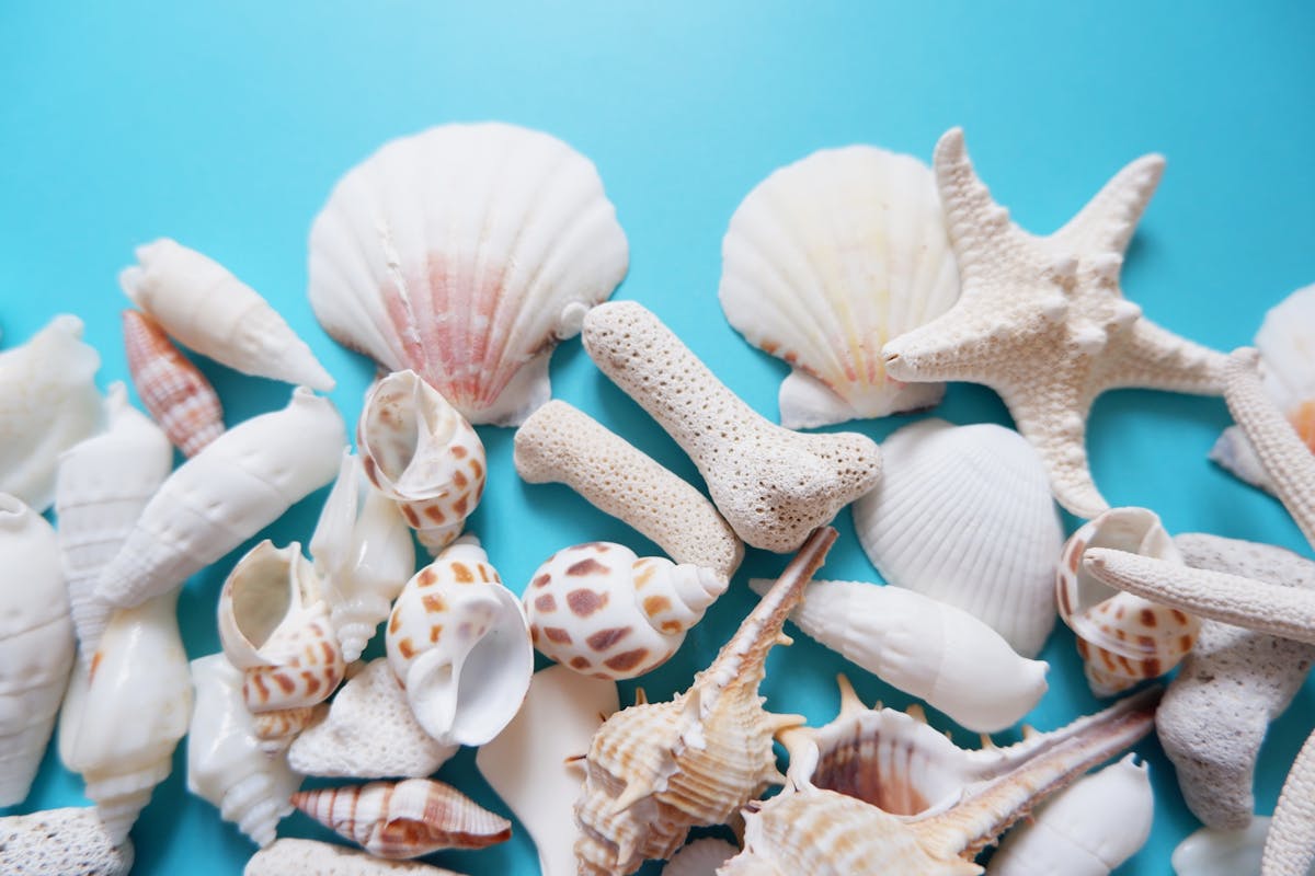 ビールストーン オリジナル 貝殻 サンゴ ビールストン